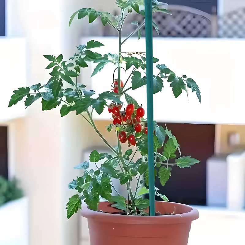 Bâtons de Support pour plantes