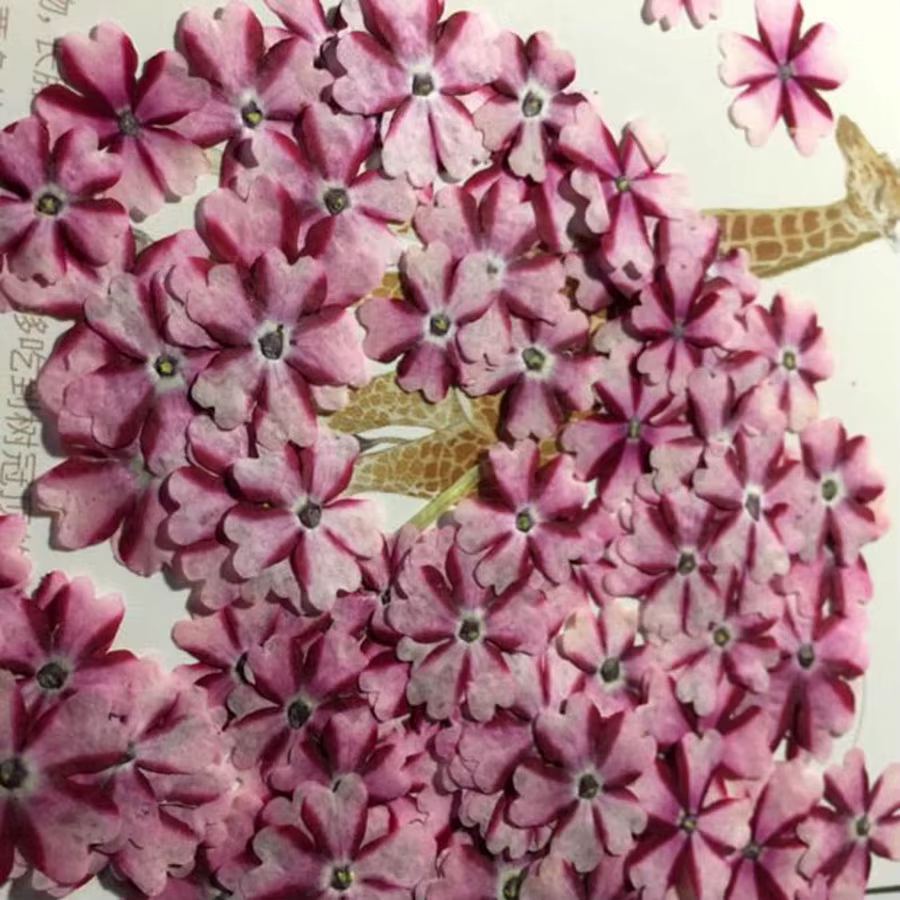 Fleur de verveine Hortensis séchée pressée