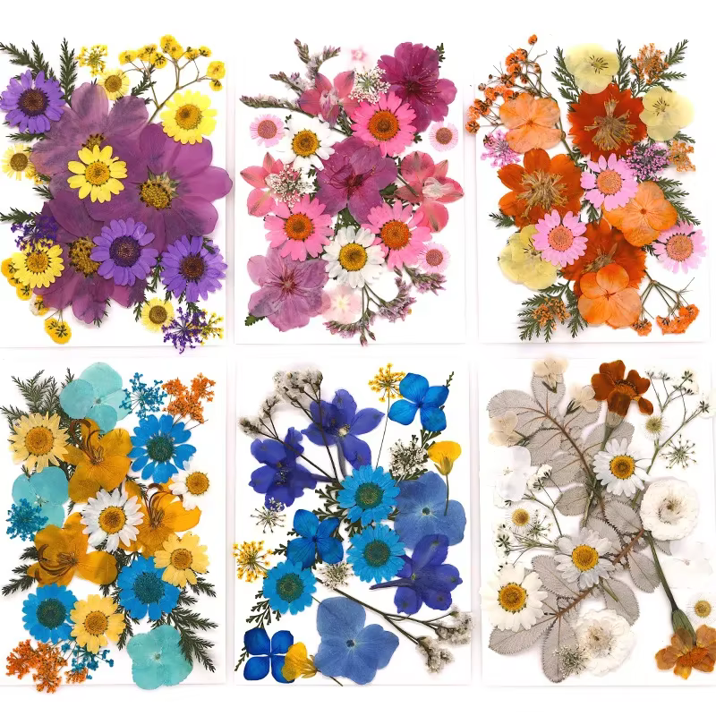Fleurs séchées pour bricolage