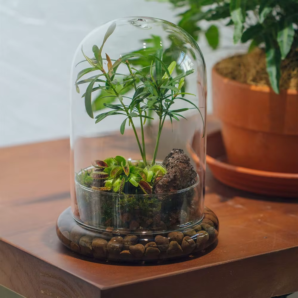 Cloche en verre avec trou d'aération
