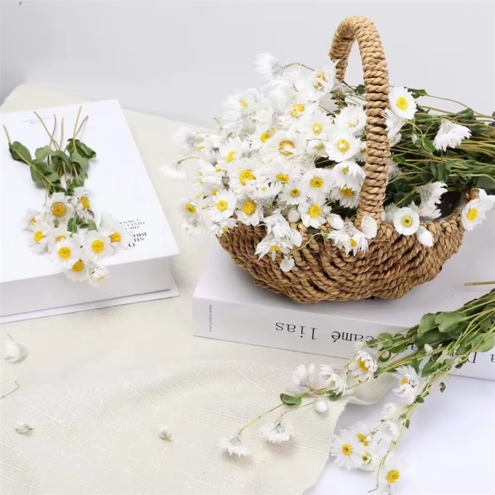 Fleurs conservées séchées fraîches naturelles