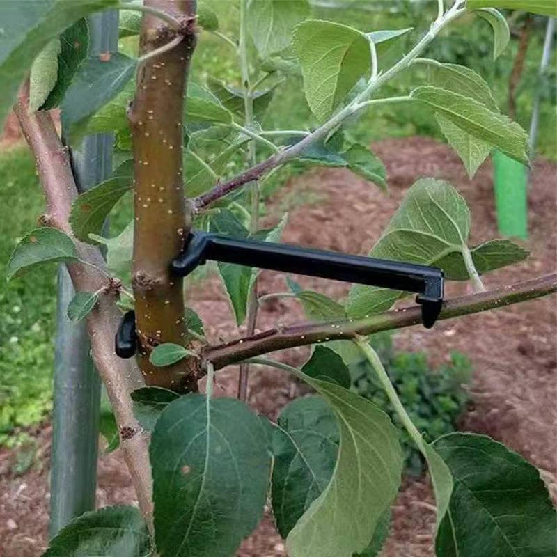Extracteur de branches d'arbres fruitiers