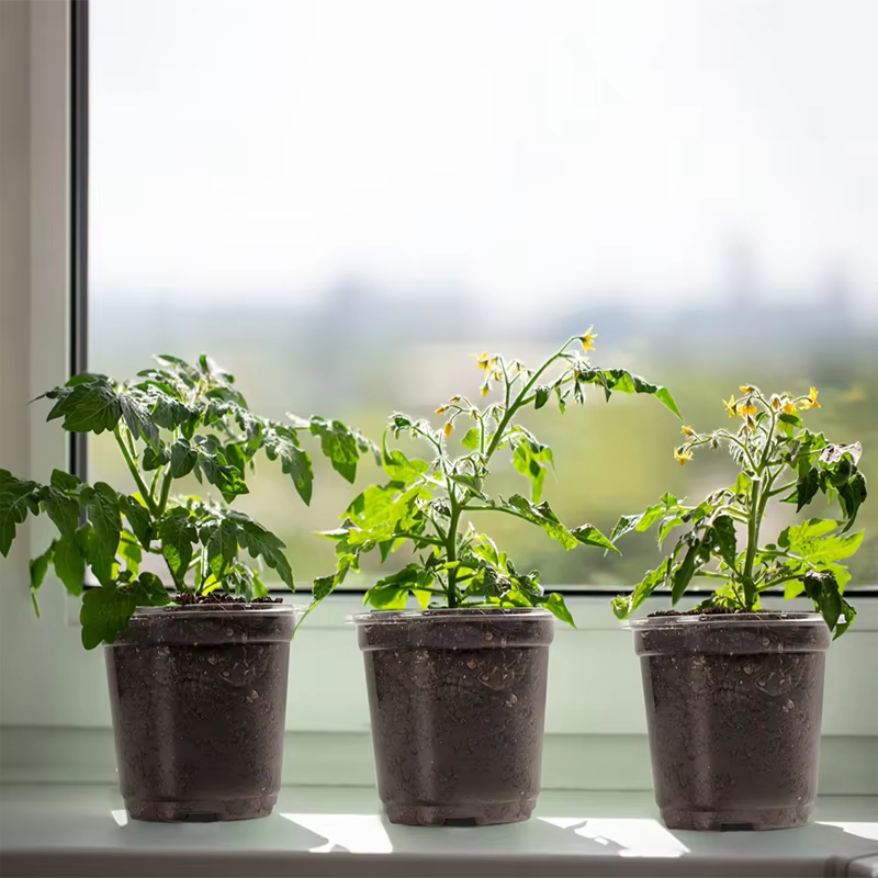 Pots transparents pour pépinière de plantes en PET avec couvercles