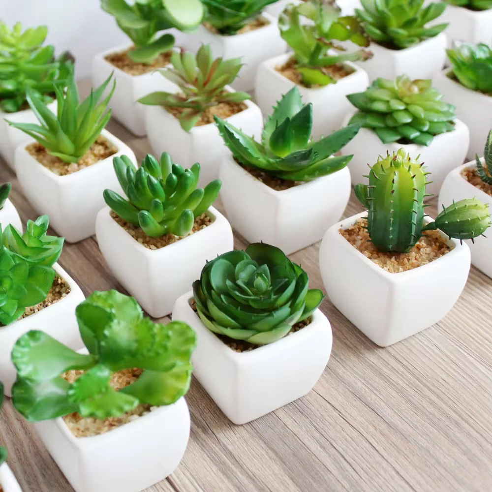 Plantes vertes succulentes artificielles