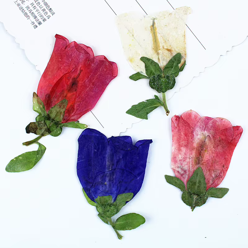12 pièces, Kit d'artisanat de fleurs pressées séchées Campanula