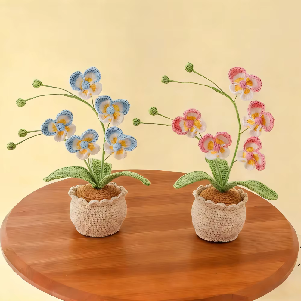 Nouvelle plante en pot de Phalaenopsis à 5 têtes