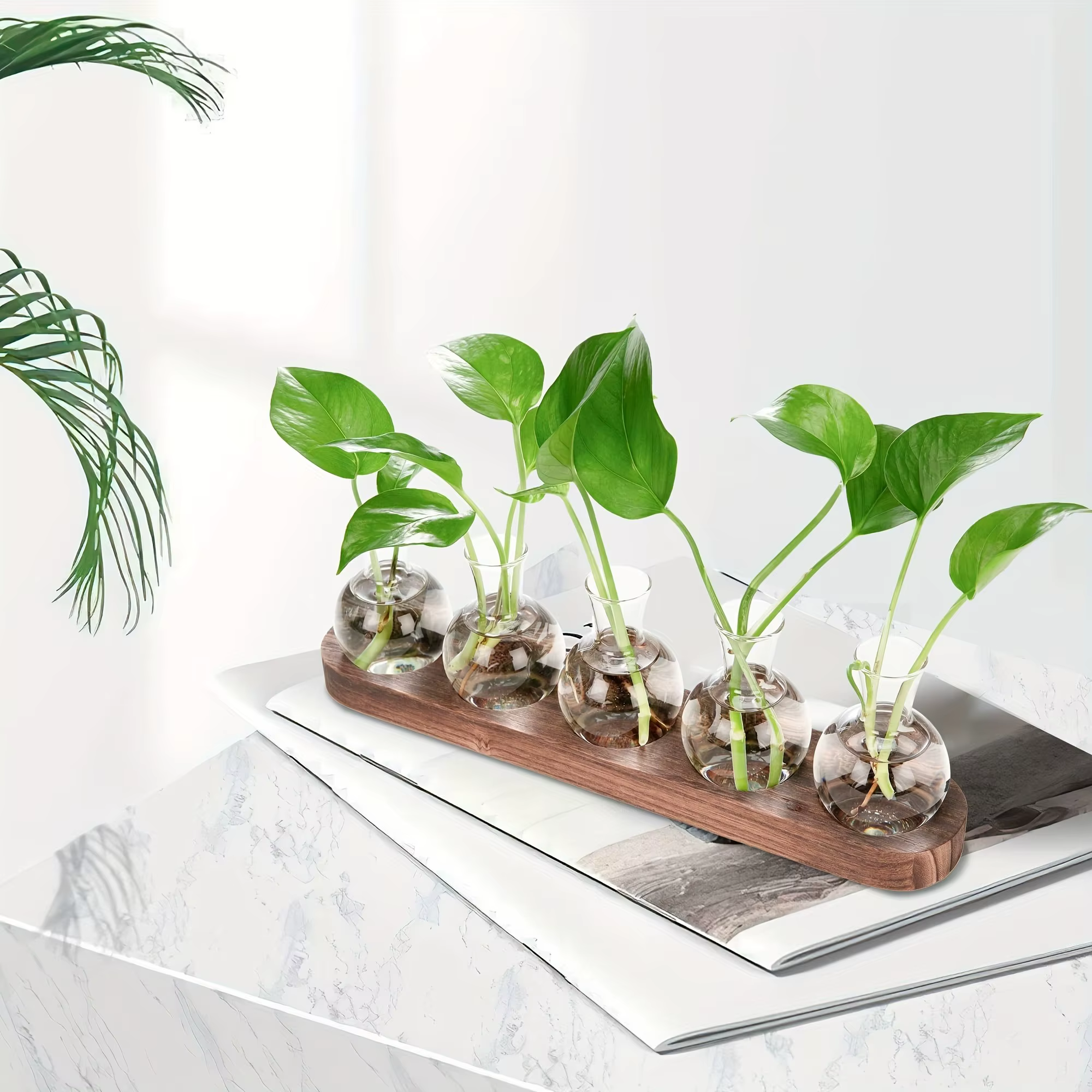 Terrarium de plantes en verre moderne avec plateau en bois – Vase hydroponique pour station de propagation intérieure