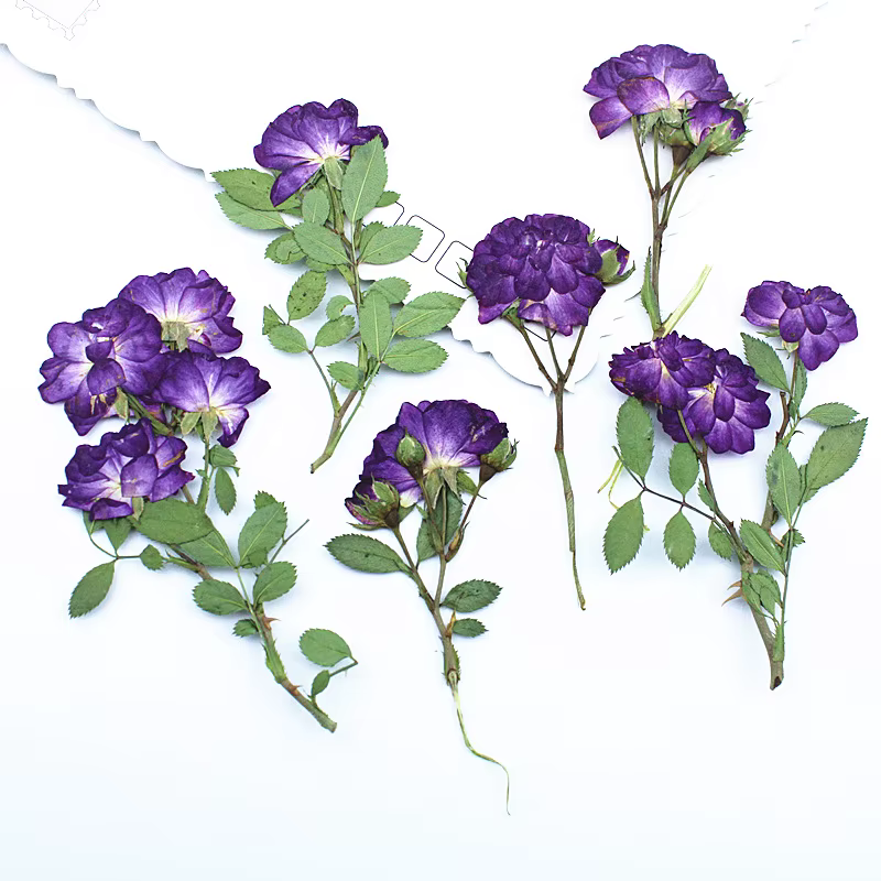12 pièces, fleurs séchées de roses violettes pressées latéralement avec tiges