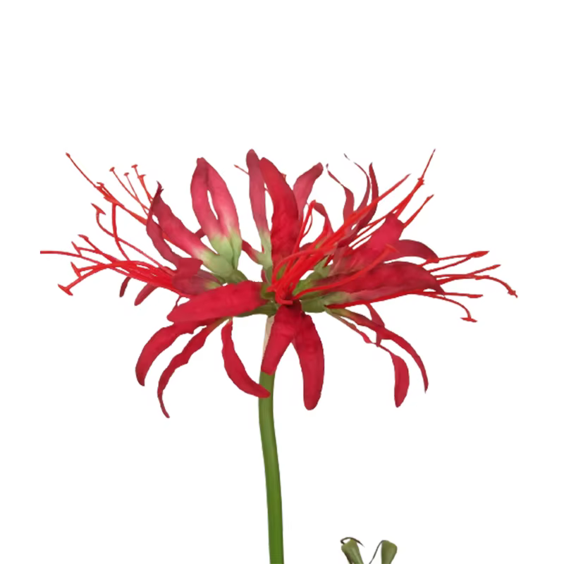 Fleur artificielle séchée pour la décoration de la maison