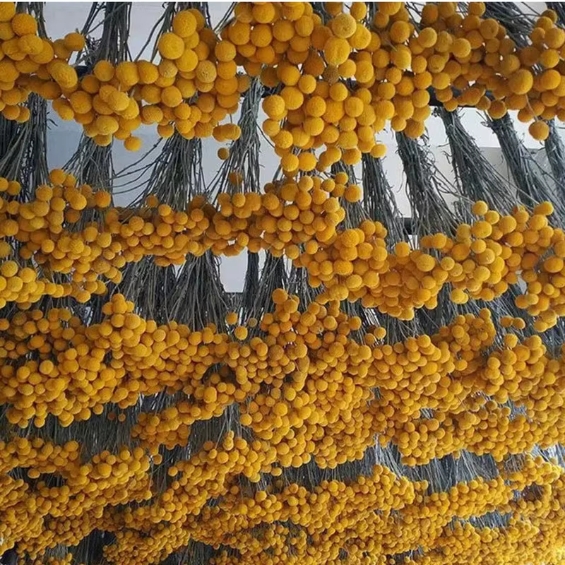Bouquet de fleurs séchées naturelles Craspedia jaunes