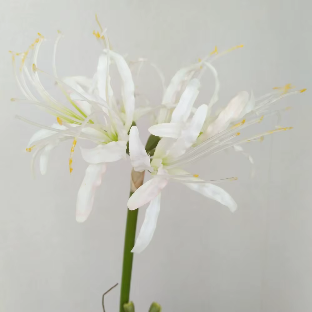 60cm Simulation Manzhushahua soie araignée lys fleurs artificielles photographie décoration bricolage Pseudo Lycoris Bouquet mariage
