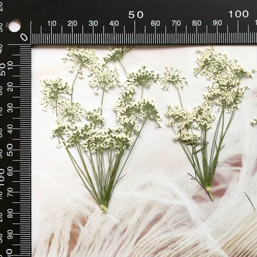 PMurcia-Fleurs séchées naturelles blanches multi-têtes Ammi Majus