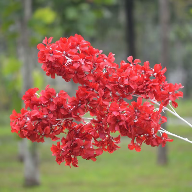 Étoile de ciel couverte de neige sans fleur