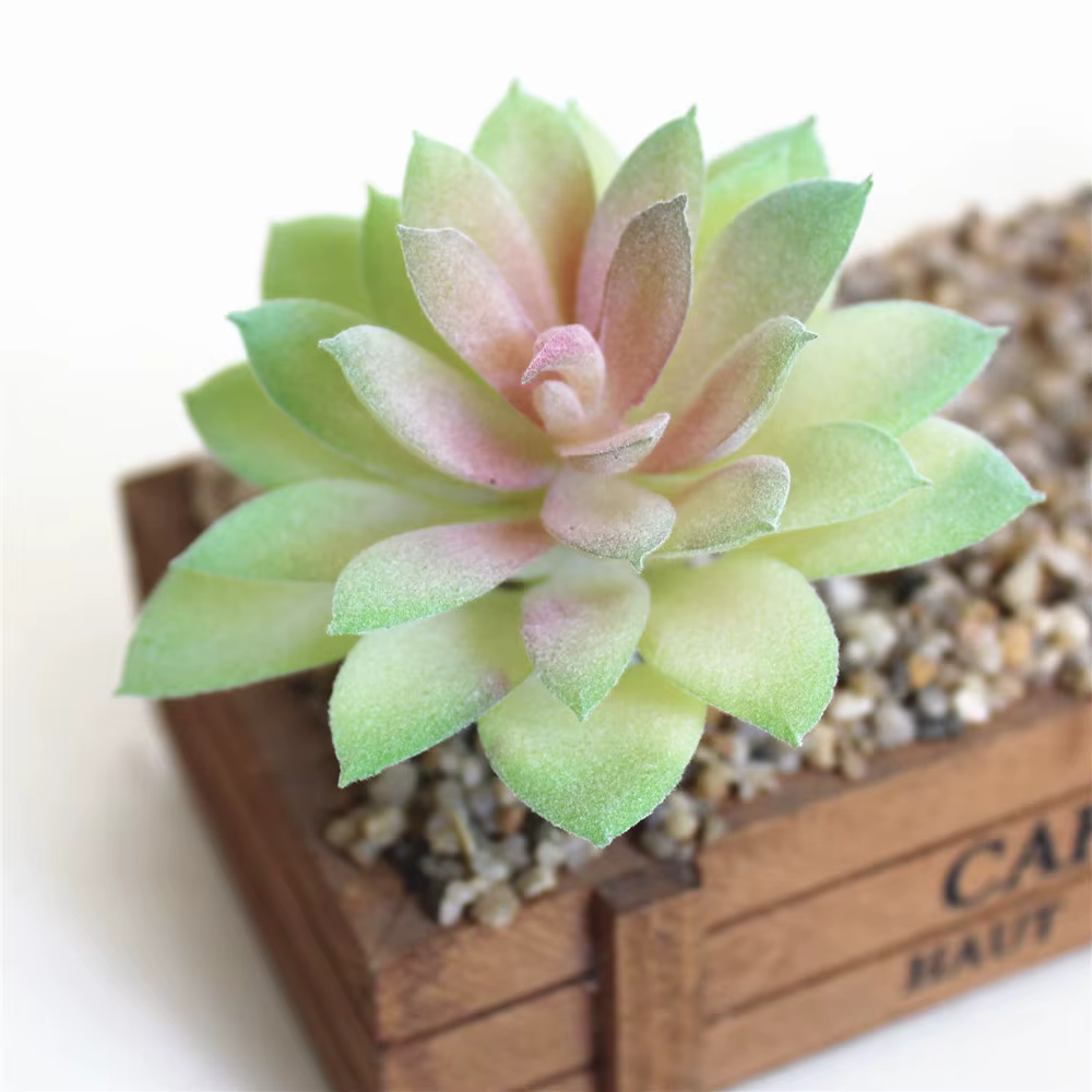 Plantes vertes succulentes artificielles