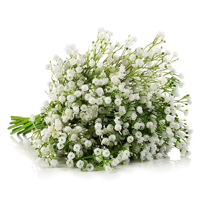 Fleurs artificielles pouvez-vous psophila blanches