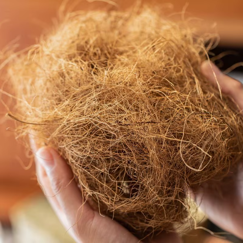 50g/100g Fibres de coco naturelles et biologiques longues pour couverture de pot de plantes