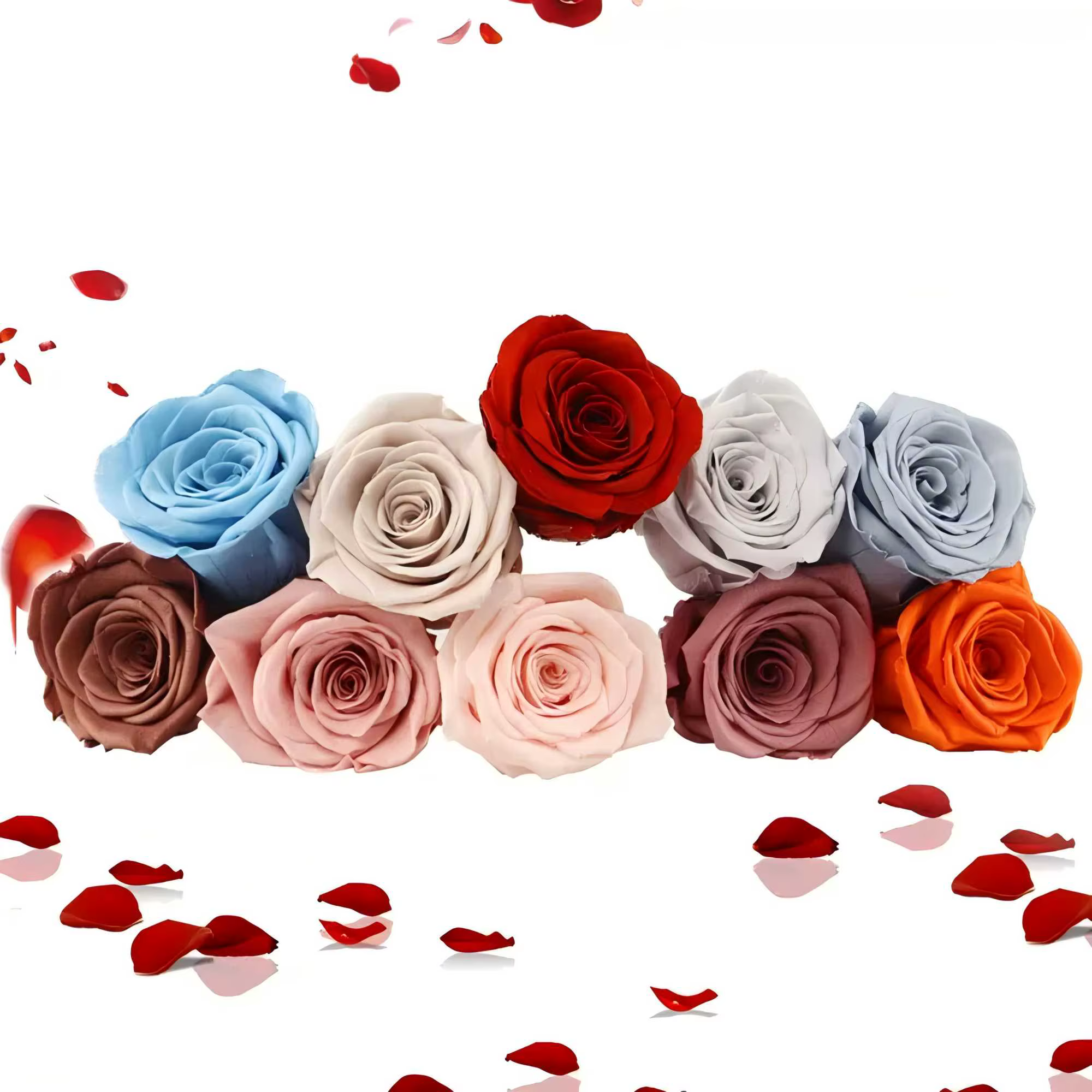 Têtes de roses éternelles naturelles de qualité supérieure (5-6 cm) – Fleurs réelles préservées pour fleuristes