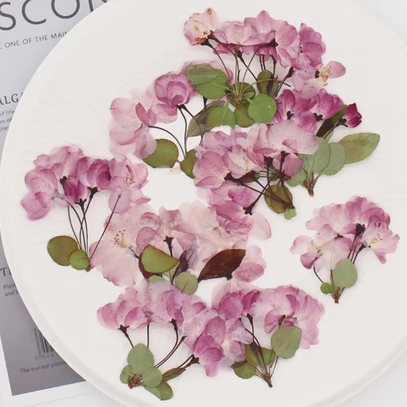 Fleur de bégonie naturelle PMurcia avec tige