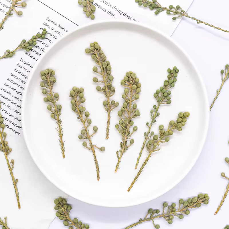 12 pièces, fleurs de corail vert naturel séchées et pressées