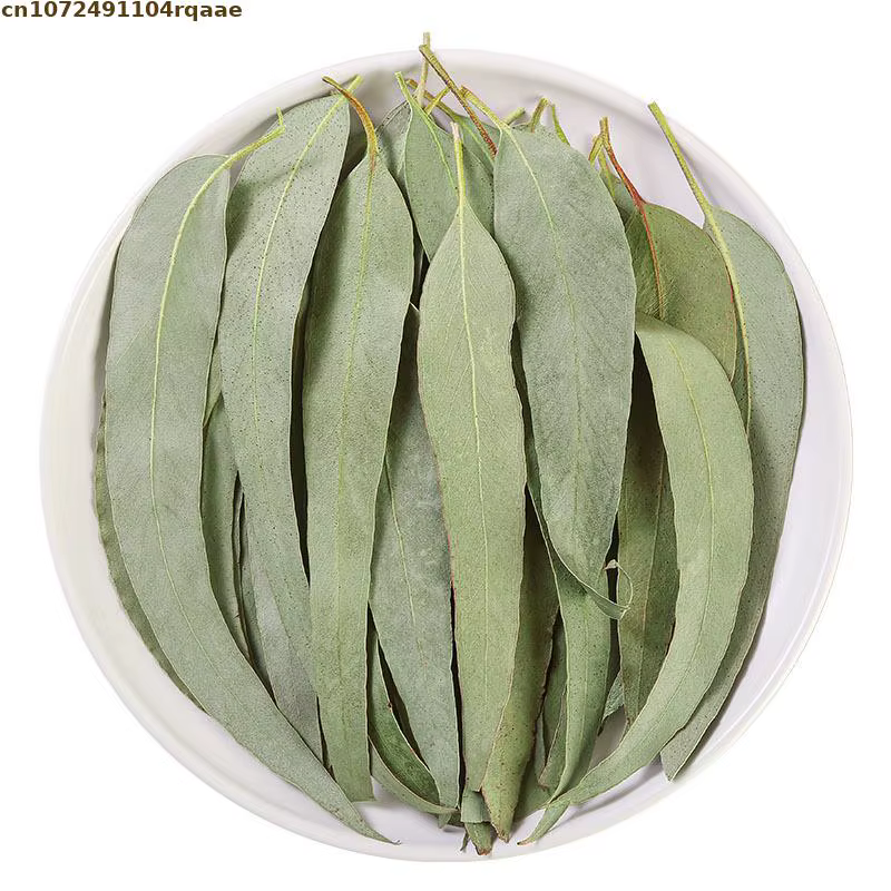 Feuilles d'eucalyptus séchées naturelles
