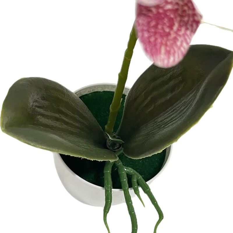 Plantes en pot d'orchidées papillon à 5 fleurs