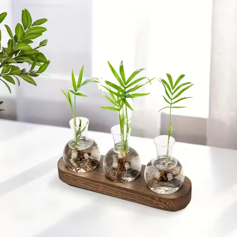 Terrarium en verre pour plantes avec plateau en bois – Pour la propagation hydroponique en intérieur
