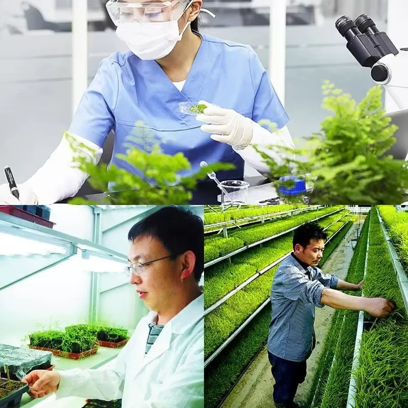 Régulateur de croissance des plantes, 2 sacs, concentré d'acide gibberellique 920, pour pause du sommeil, engrais, augmente la Production pour la maison, le jardin, bonsaï