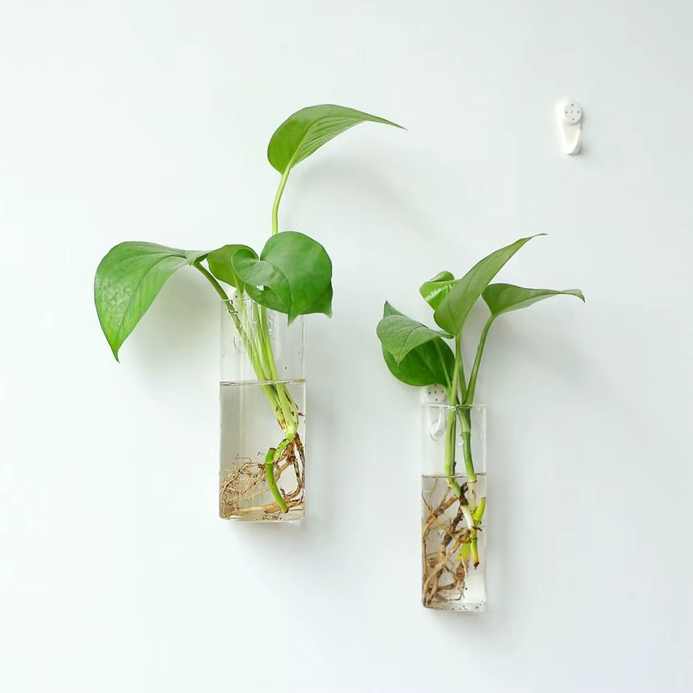 Plantes hydroponiques purifient la maison