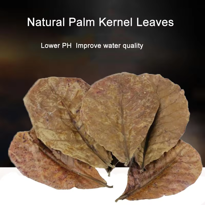 Terminal naturel Catappa Foetida feuilles île feuille d'amande traitement de nettoyage de poisson réservoir d'aquarium livraison directe