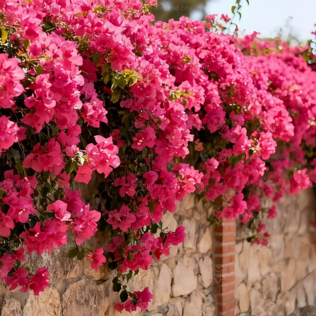 Guirlande artificielle de bougainvilliers en soie