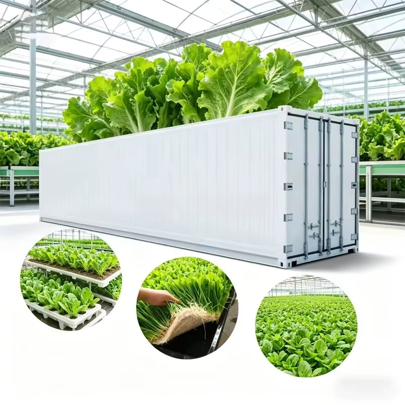 Équipement d'agriculture hydroponique en conteneur