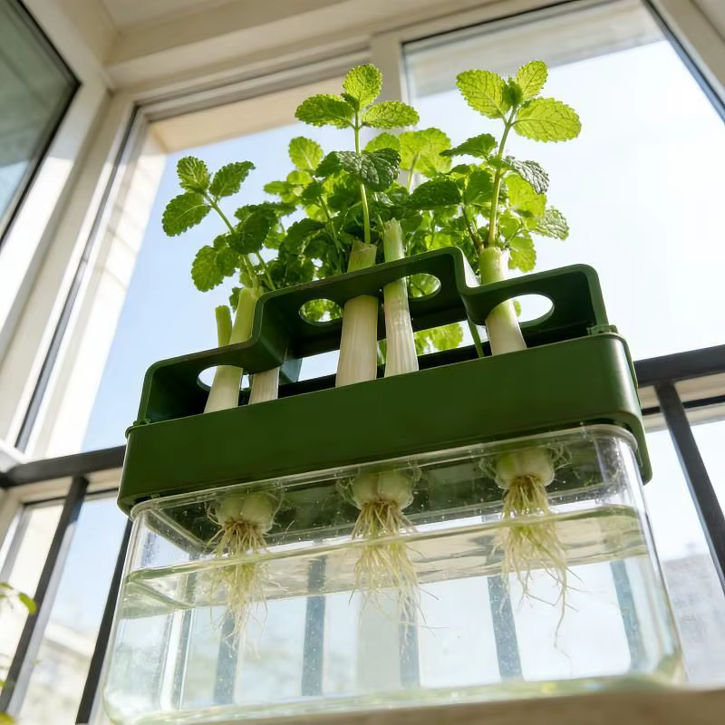 Jardinière hydroponique pour oignon vert