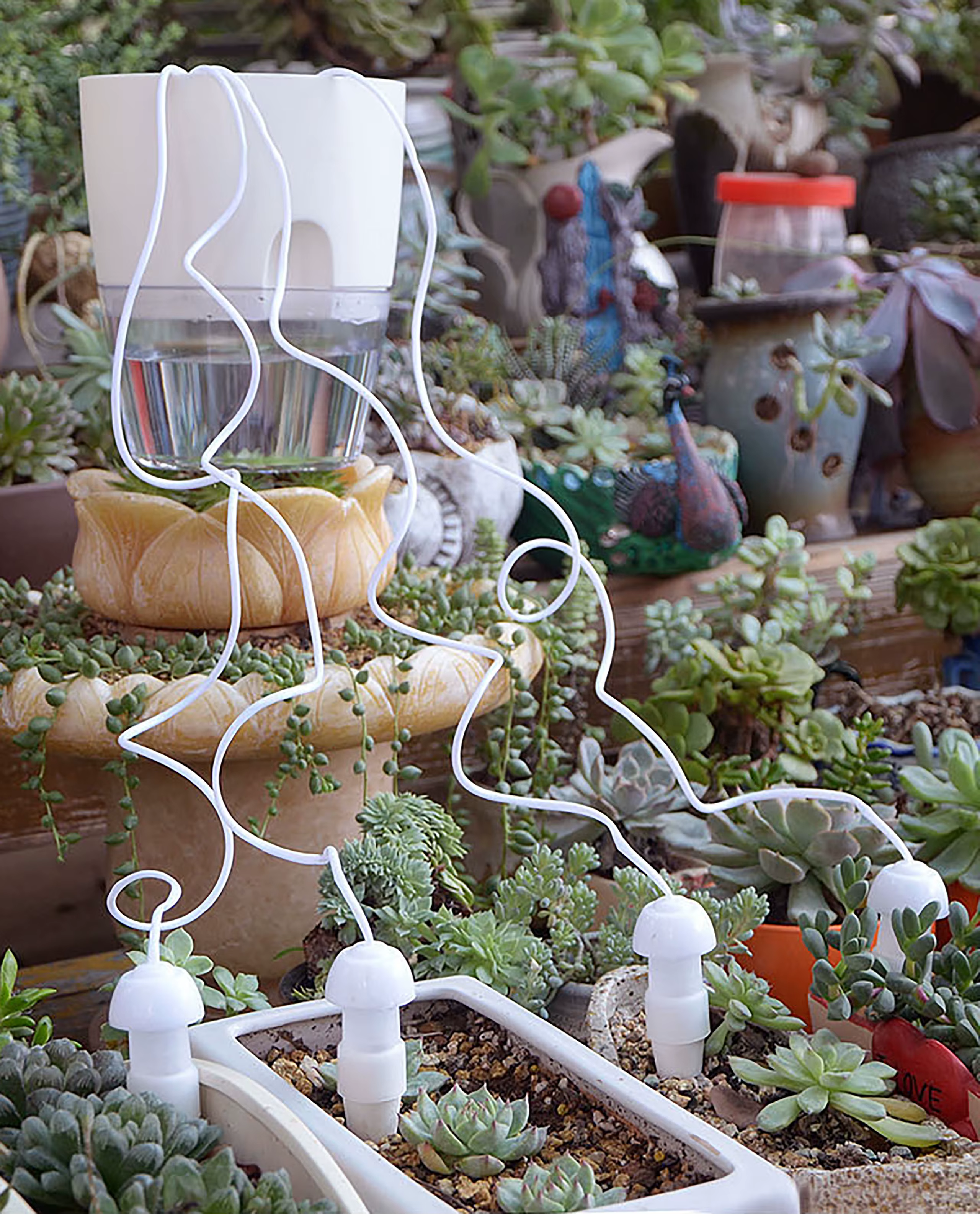 Plantes arrosoir auto-arrosage goutte-à-goutte automatique racine goutteur d'eau jardin fleur succulente bonsaï en pot dispositif d'arrosage