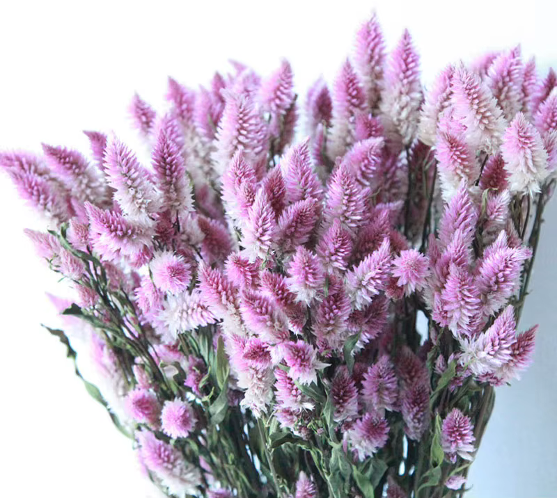 Bouquet de Fleurs vaccées Naturelles avec Queue de Phénix