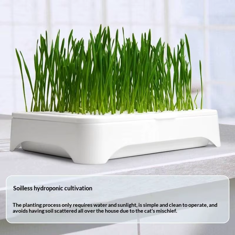 Pot de culture hydroponique pour herbe à chat