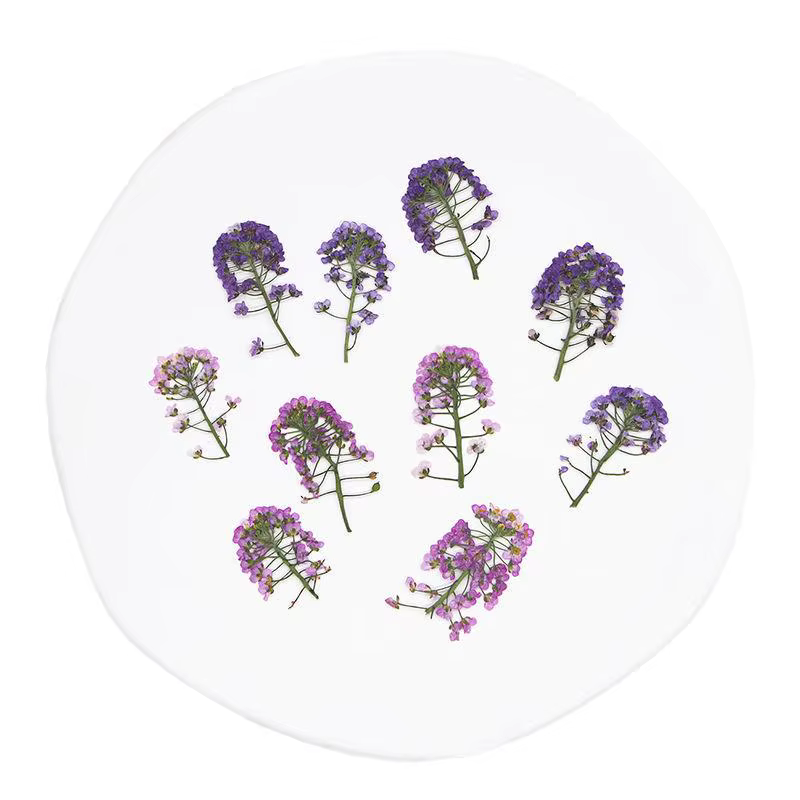 12 pièces, fleur pressée douce Alyssum naturelle