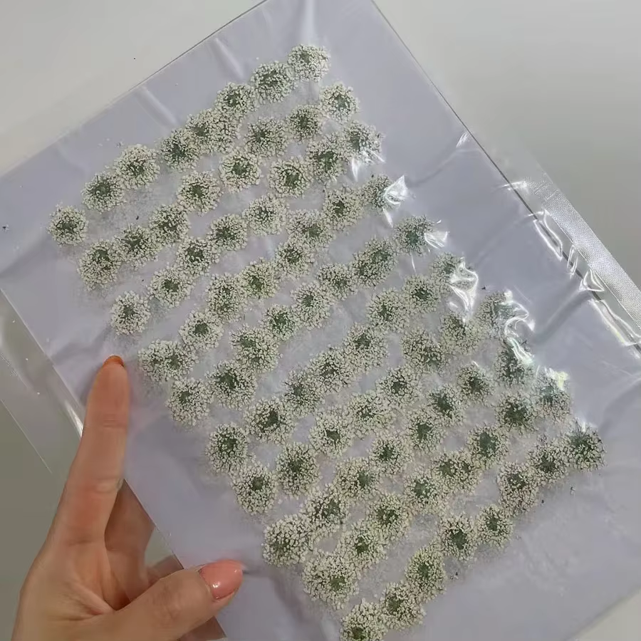 Fleurs Naturelles vaccées Blanches Ammi Majus