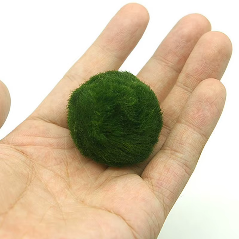 Boules de mousse Marimo de 3-4 cm