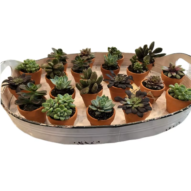 80 pièces petit Mini 1.3 "Pot en terre cuite argile céramique poterie planteur