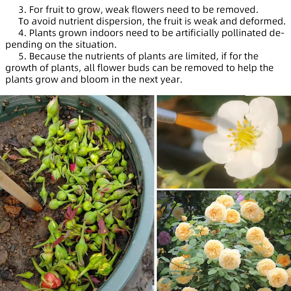Engrais professionnels hydrosolubles pour fleurs