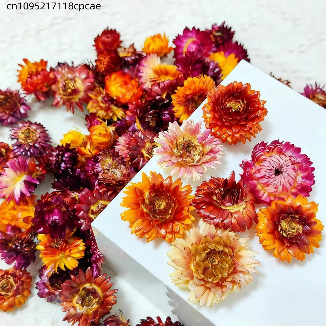Têtes de fleurs de Helichrysum séchées naturelles