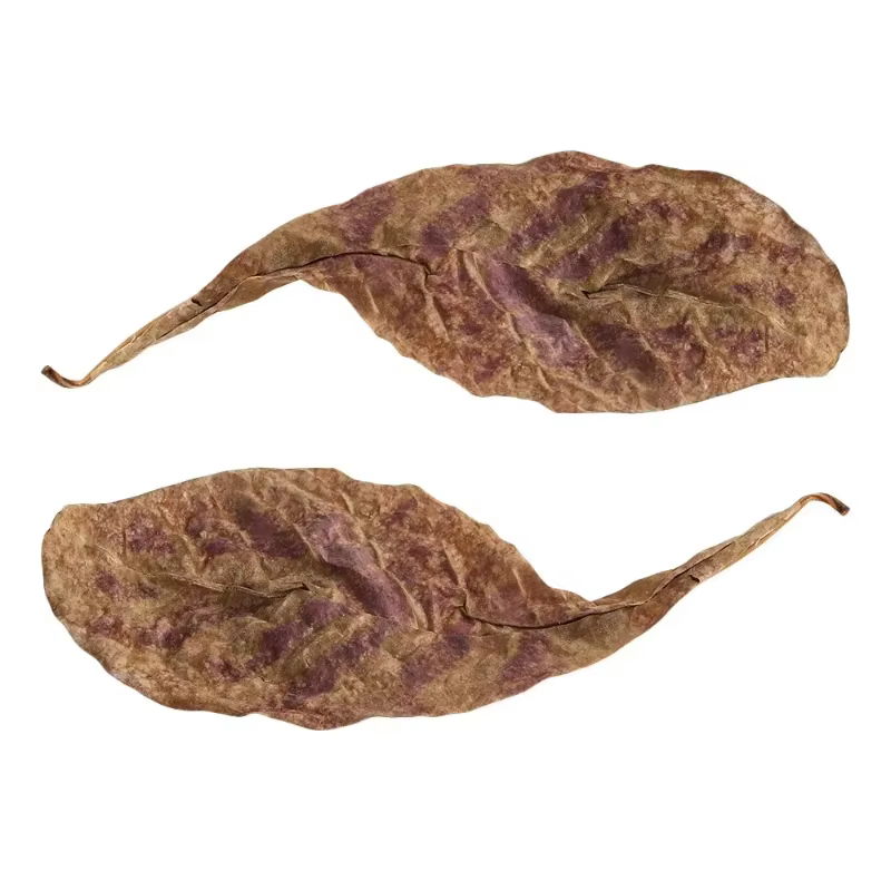 Feuilles naturelles de Terminalia Catappa Foetida (Feuille d'amande d'île) pour le traitement de nettoyage des poissons en aquarium