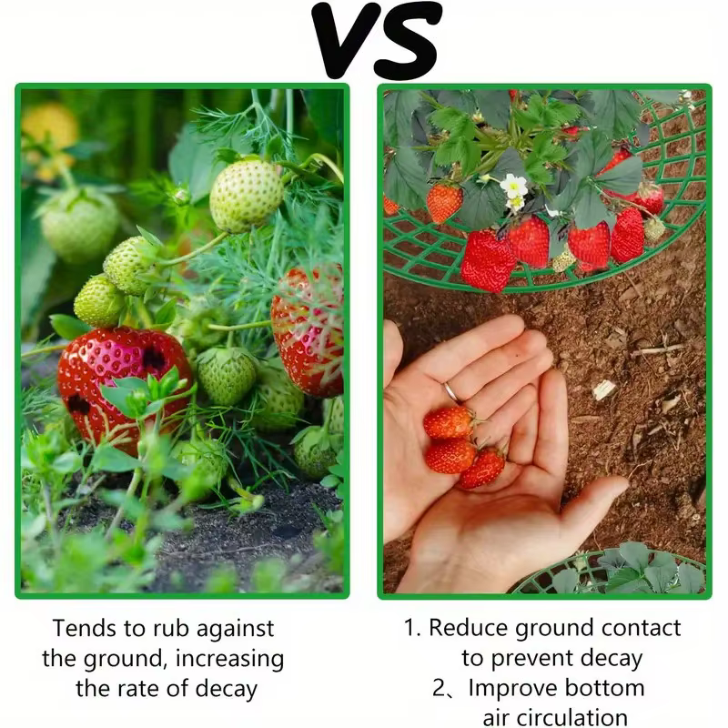 Supports pour plantes de fraises