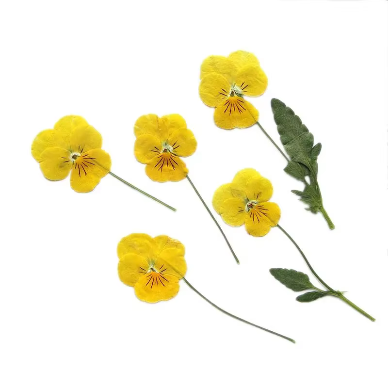 Véritables branches séchées naturelles PMurcia Viola Cornuta Fowers