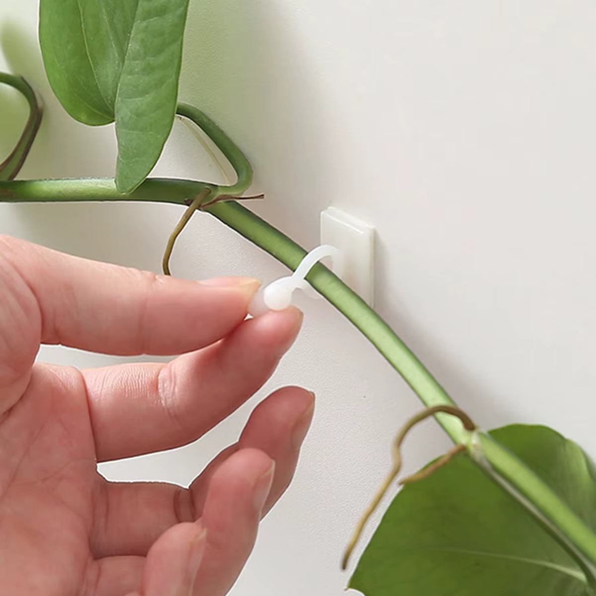Support de plante grimpante en fer pour plantes grimpantes