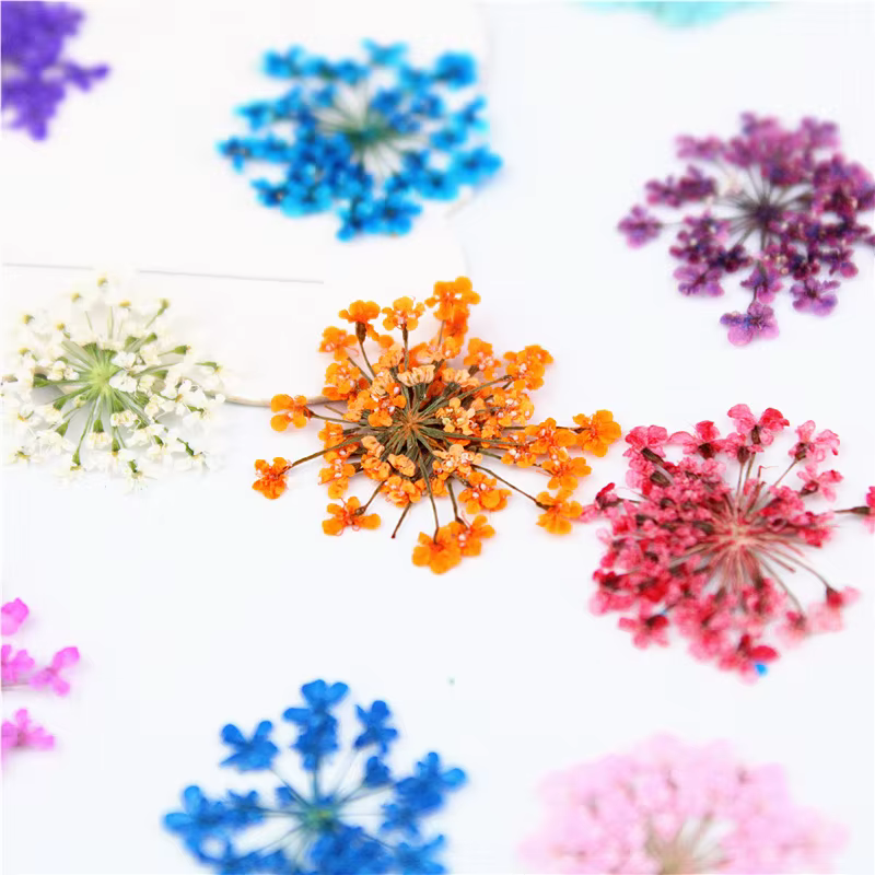 PMurcia-Fleurs en dentelle