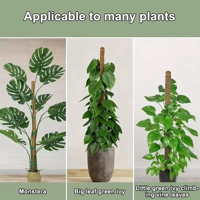 1 pièces poteaux de mousse pour plantes Monstera piquets