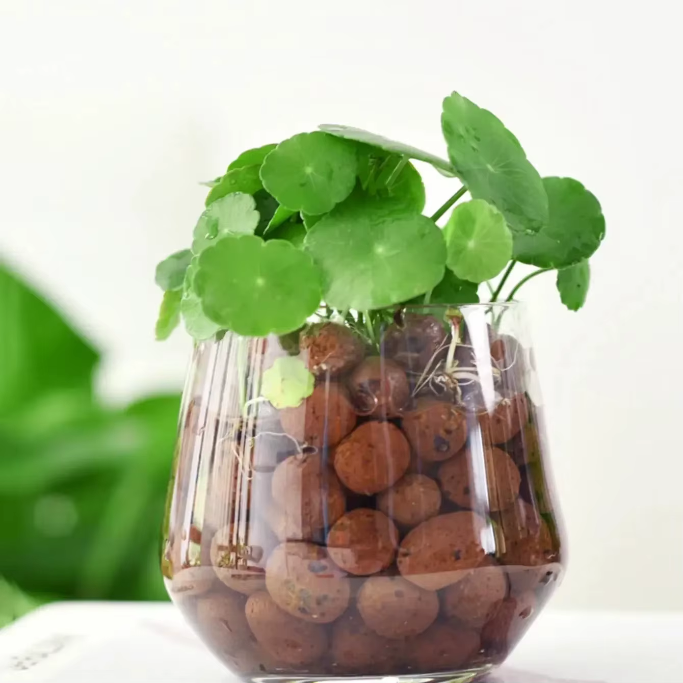 Leca IkClay Peays l pour plantes
