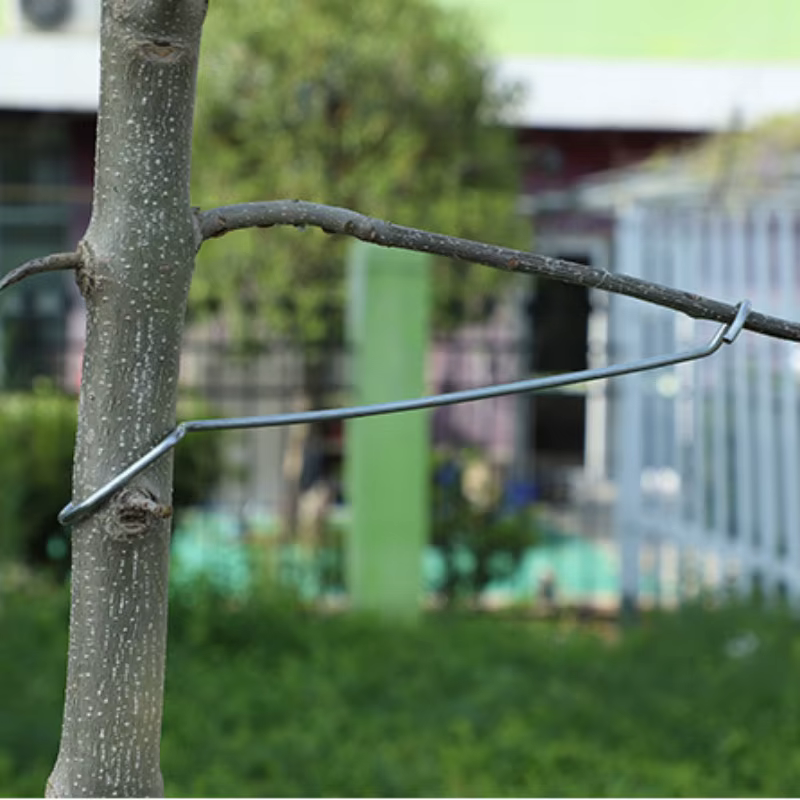 10 pièces Support de Branches d'arbre fruitier