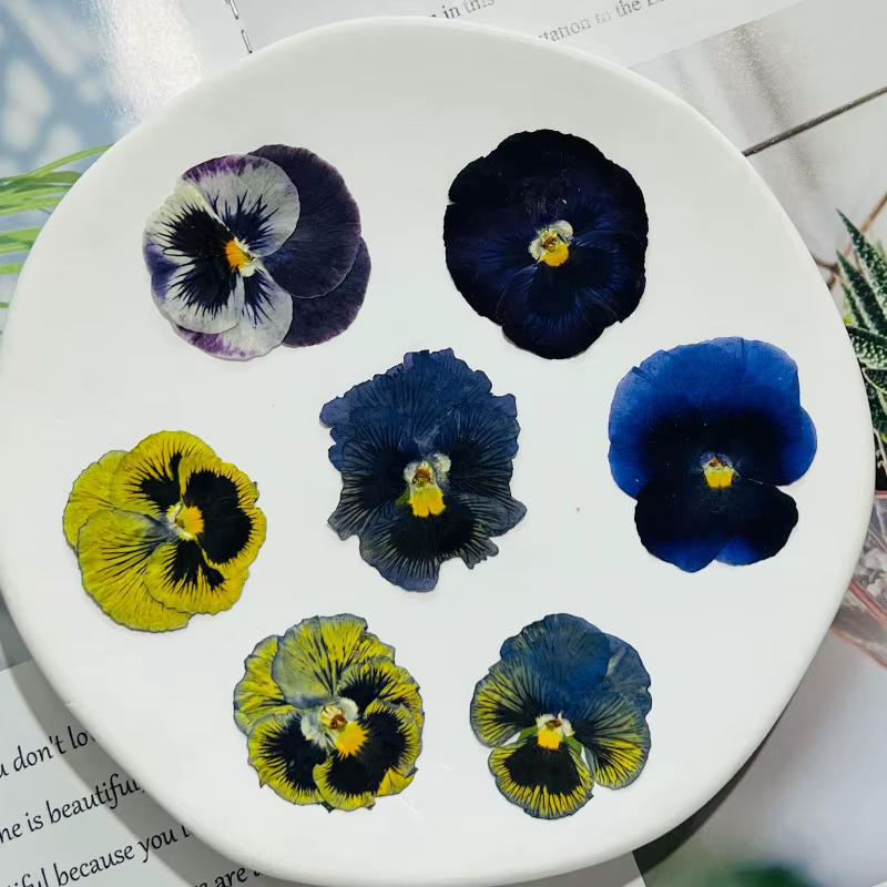 Fleurs séchées pressées pour l'art en résine